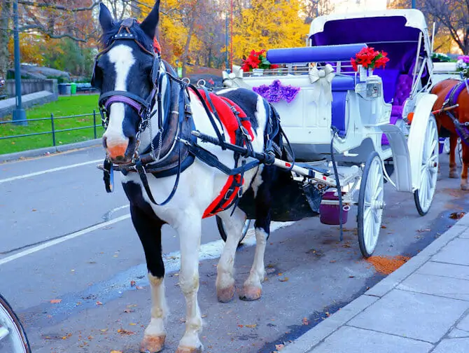 Per Koets door Central Park