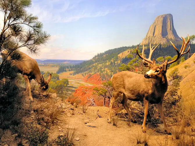 Museum van Natural History New York