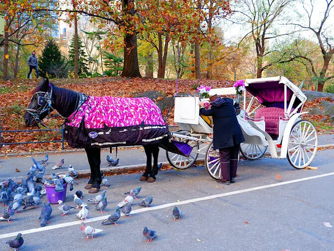 Rit met Paardenkoets door Central Park - gids