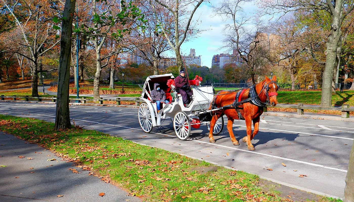 Rit met Paardenkoets door Central Park - koets