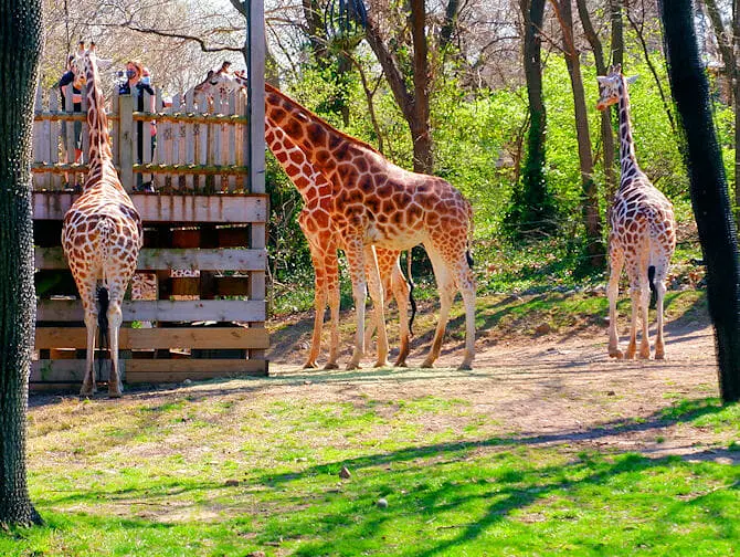Giraffen Bronx Zoo NYC