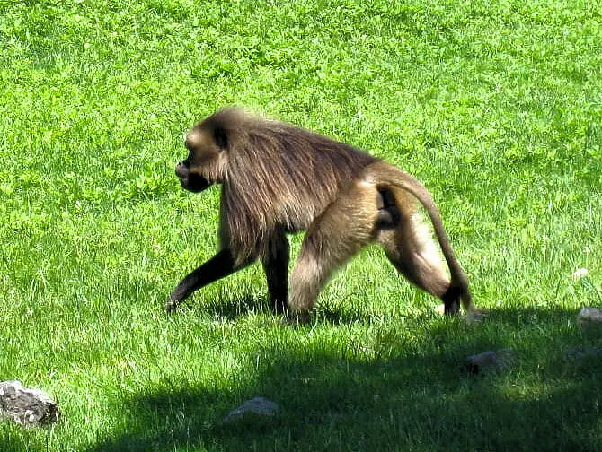 Aap Bronx Zoo NYC
