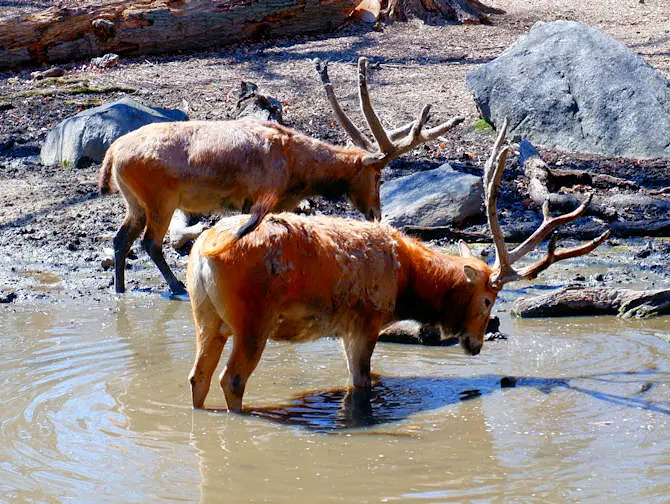 The Bronx Zoo in New York - Dieren Drinken