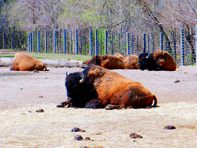 The Bronx Zoo in New York - Dieren Relaxen