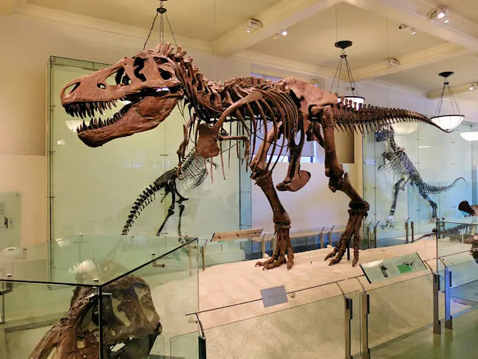 American Museum of Natural History in New York - Dinosaurus