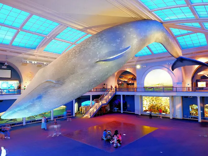 American Museum of Natural History in New York - Ocean Life