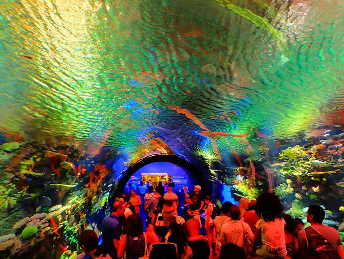 New York Aquarium - Koraalrif