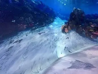 National Geographic Encounter Ocean Odyssey - Onderwater