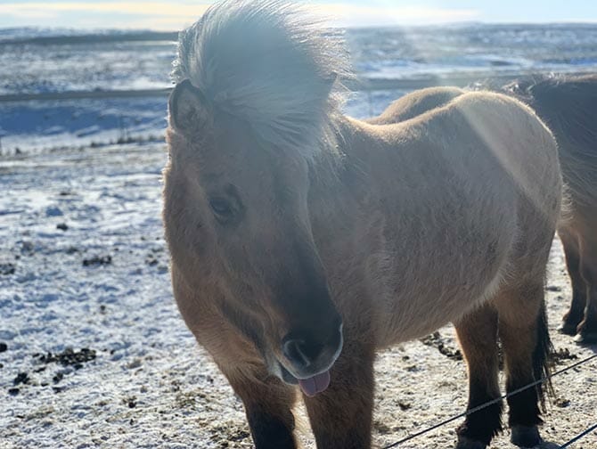 Stopover IJsland op weg naar New York Islandpferd