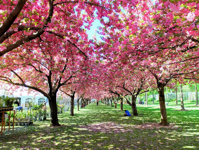 Botanical Gardens in New York - Kersenbloesems